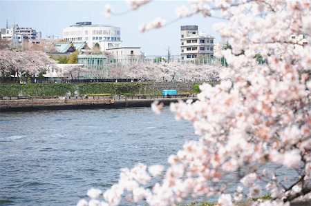 Sakura Photographie de stock - Premium Libres de Droits, Code: 622-02395750