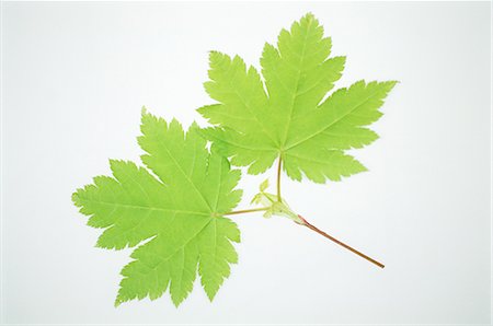 Maple Leaves on White Background Foto de stock - Sin royalties Premium, Código: 622-02757648