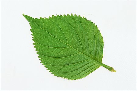 Green Leaf on White Background Stock Photo - Premium Royalty-Free, Code: 622-02757649