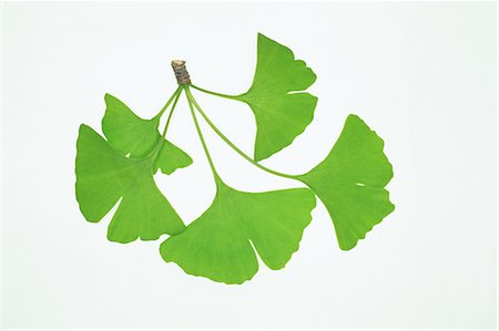 simsearch:622-02757841,k - Green Leaves From Gingko Biloba Tree Foto de stock - Sin royalties Premium, Código: 622-02757641