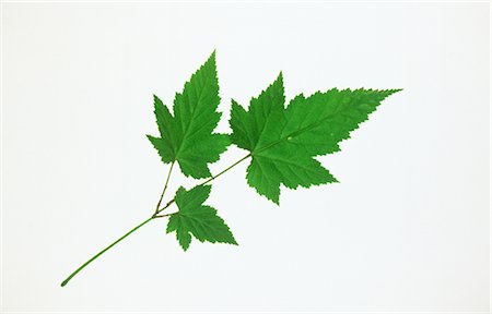 Maple Leaves on White Background Foto de stock - Sin royalties Premium, Código: 622-02757655