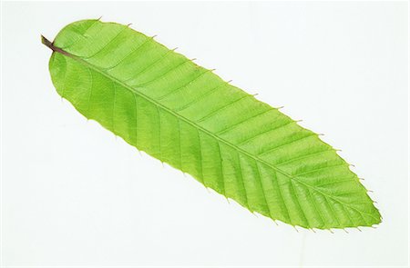 Green Leaf on White Background Stock Photo - Premium Royalty-Free, Code: 622-02757656