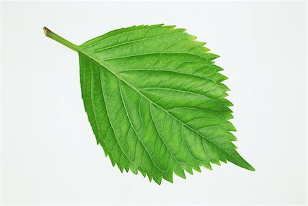 Green Leaf on White Background Stock Photo - Premium Royalty-Free, Code: 622-02757659