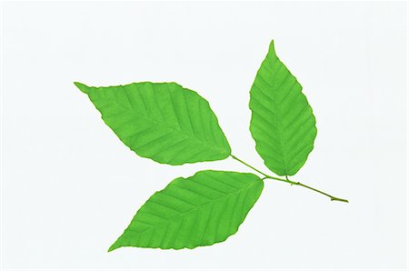 Three Leaves on White Background Stock Photo - Premium Royalty-Free, Code: 622-02757650