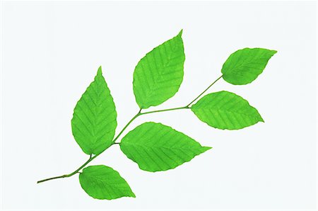 Leaves on White Background Stock Photo - Premium Royalty-Free, Code: 622-02757651