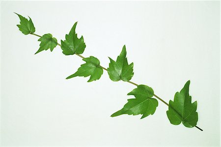 Three Leaves on White Background Stock Photo - Premium Royalty-Free, Code: 622-02757653