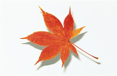Autumnal Maple Leaf on White Background Foto de stock - Sin royalties Premium, Código: 622-02757665