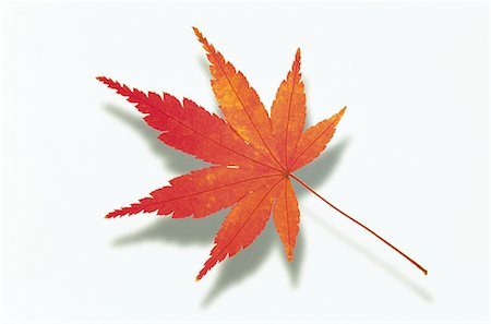 Autumnal Maple Leaf on White Background Foto de stock - Sin royalties Premium, Código: 622-02757666
