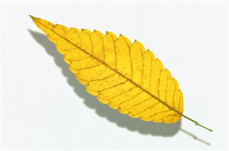 Autumn Leaf on White Background Stock Photo - Premium Royalty-Free, Code: 622-02757667