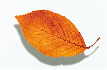Autumn Leaves on White Background Stock Photo - Premium Royalty-Free, Code: 622-02757669