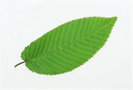 Green Leaf on White Background Stock Photo - Premium Royalty-Free, Code: 622-02757661