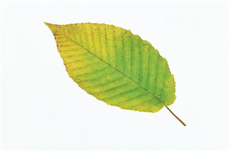 Autumn Leaf on White Background Stock Photo - Premium Royalty-Free, Code: 622-02757662