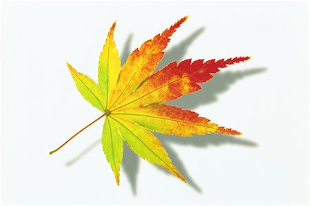 Autumnal Maple Leaf on White Background Foto de stock - Sin royalties Premium, Código: 622-02757673