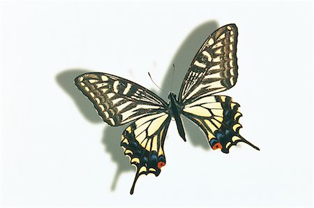 simsearch:400-04587179,k - Butterfly on White Background Foto de stock - Sin royalties Premium, Código: 622-02757682