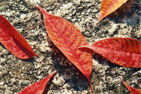 Water Droplets on Autumn Leaves on Ground Stock Photo - Premium Royalty-Free, Code: 622-02757754