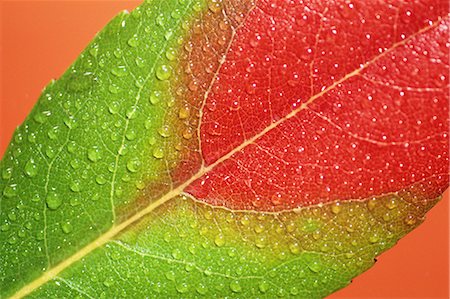 Water Droplets on Autumn Leaves Stock Photo - Premium Royalty-Free, Code: 622-02757755