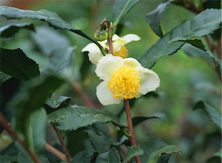 Avec fleur de Camellia Sinensis Photographie de stock - Premium Libres de Droits, Code: 622-02757760