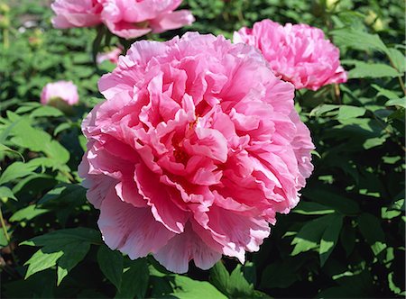 simsearch:622-02757841,k - Pink Button Flower Growing in Garden Foto de stock - Sin royalties Premium, Código: 622-02757814