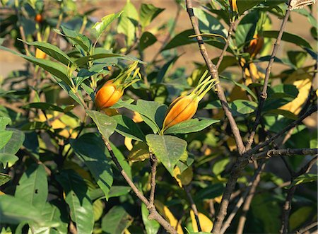 Bud of Gardenia Flower on Plants Stock Photo - Premium Royalty-Free, Code: 622-02757827