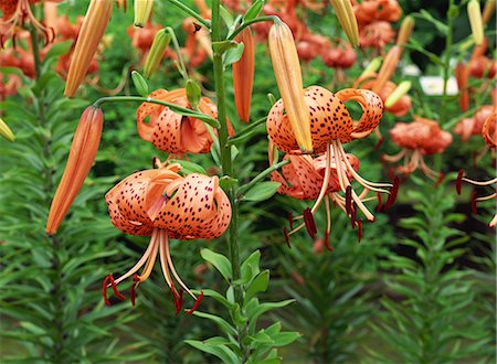 simsearch:622-02757841,k - Tiger Lily Flowers Growing in Summer Foto de stock - Sin royalties Premium, Código: 622-02757829