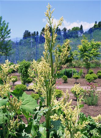 simsearch:622-02757841,k - Flowers on Rhubarb Plant in Garden Foto de stock - Sin royalties Premium, Código: 622-02757820