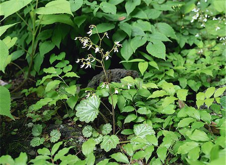 simsearch:622-02757841,k - Creeping Saxifrage Plant Growing in a Field Foto de stock - Sin royalties Premium, Código: 622-02757823