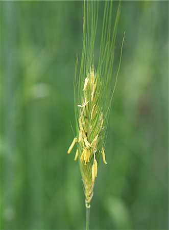 rye (grain) - Rye and Wheat Stock Photo - Premium Royalty-Free, Code: 622-02757839