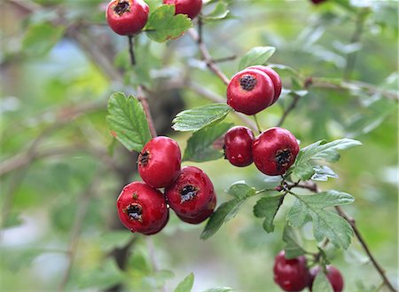 Hawthorn Red Berries on Tree Stock Photo - Premium Royalty-Free, Code: 622-02757849