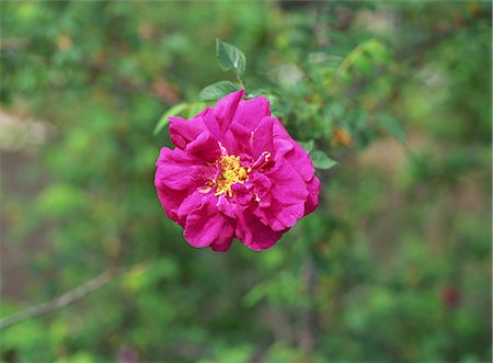 simsearch:700-00556725,k - Pink Flower Blooming in Early Spring Stock Photo - Premium Royalty-Free, Code: 622-02757865