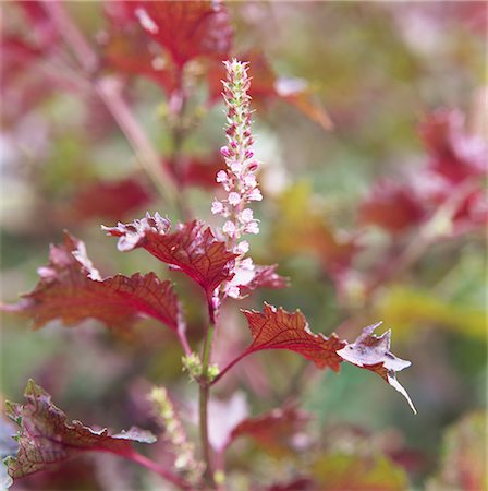 simsearch:622-02757841,k - Beefsteak Plant Growing with Flowers Foto de stock - Sin royalties Premium, Código: 622-02757876