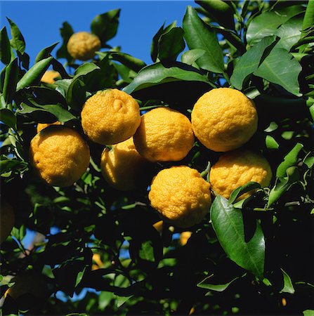 simsearch:6102-08520668,k - Oranges Growing on Orange Tree Stock Photo - Premium Royalty-Free, Code: 622-02757887