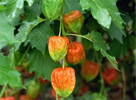 Winter Cherry Medicinal Plant Stock Photos Page 1 Masterfile