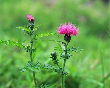 Pink Thistle Blooming in Spring Stock Photo - Premium Royalty-Free, Code: 622-02757945