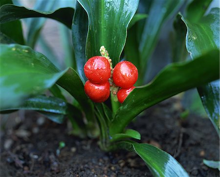 simsearch:622-02757758,k - Red Berries of Convallaria Majalis Stock Photo - Premium Royalty-Free, Code: 622-02757942