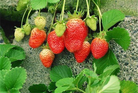 simsearch:859-03600292,k - Red Strawberries Growing Foto de stock - Sin royalties Premium, Código: 622-02758036