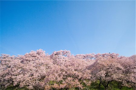 Cherry Trees against Blue Sky Stock Photo - Premium Royalty-Free, Code: 622-02758059