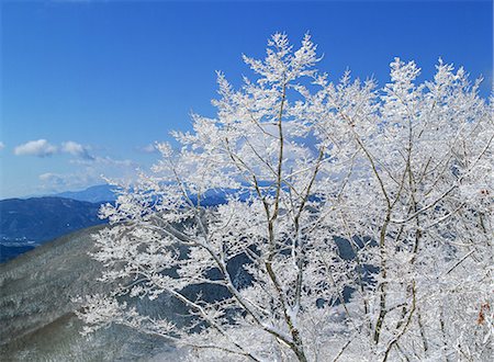 Snow-Capped Tree against Clear Sky Stock Photo - Premium Royalty-Free, Code: 622-02758175