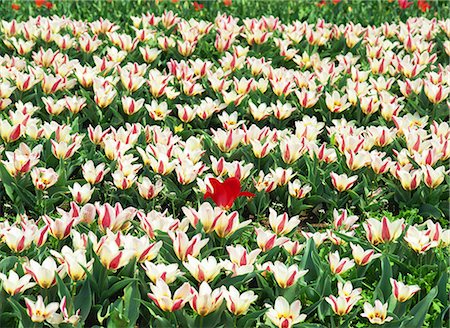 simsearch:622-02757841,k - Colourful Tulip Flowers Growing in Field Foto de stock - Sin royalties Premium, Código: 622-02758180