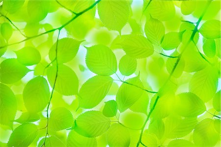 Fresh Yellowish Green Leaf Stock Photo - Premium Royalty-Free, Code: 622-02758324