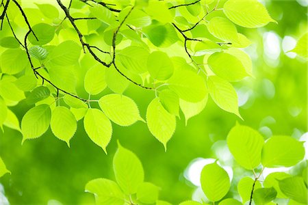 Fresh Yellowish Green Leaf Stock Photo - Premium Royalty-Free, Code: 622-02758325