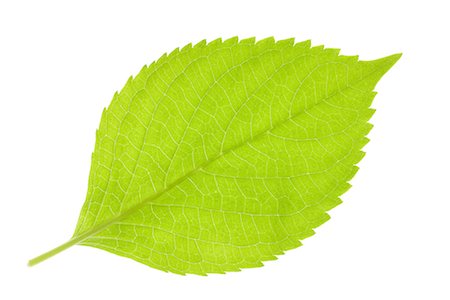 Green Leaf on White Background Stock Photo - Premium Royalty-Free, Code: 622-02758321