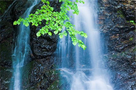 simsearch:400-04715797,k - Waterfall in Forest Foto de stock - Sin royalties Premium, Código: 622-02758332