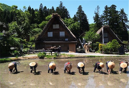 shirakawa - Agriculteurs dans les champs de riz Photographie de stock - Premium Libres de Droits, Code: 622-02758360