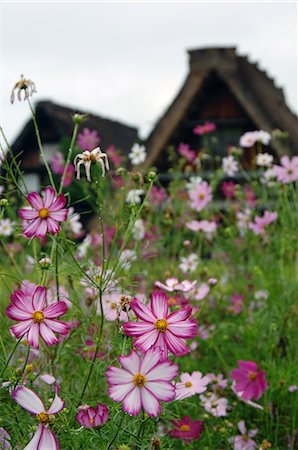 simsearch:622-02758407,k - Cosmos roses fleur poussant dans le champ à l'extérieur de la maison Photographie de stock - Premium Libres de Droits, Code: 622-02758372