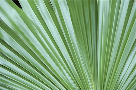 palm leaf - Ruffled Fan Palm Foto de stock - Sin royalties Premium, Código: 622-02758509