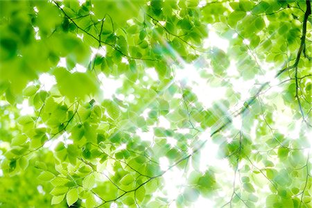 shinn - Sunrays Passing Through  Beech Trees Stock Photo - Premium Royalty-Free, Code: 622-02758736