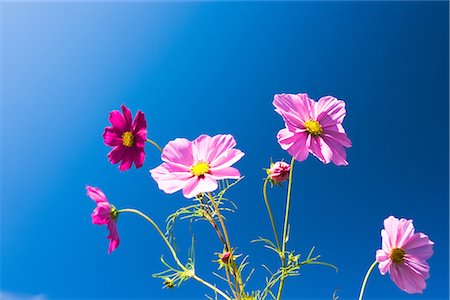 Cosmos fleurs sur fond de ciel bleu Photographie de stock - Premium Libres de Droits, Code: 622-02758756