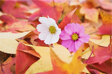 Cosmos fleurs et feuilles d'érable Photographie de stock - Premium Libres de Droits, Code: 622-02758766