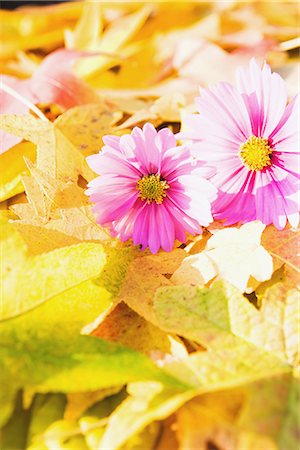 Cosmos fleurs et feuilles d'érable Photographie de stock - Premium Libres de Droits, Code: 622-02758777