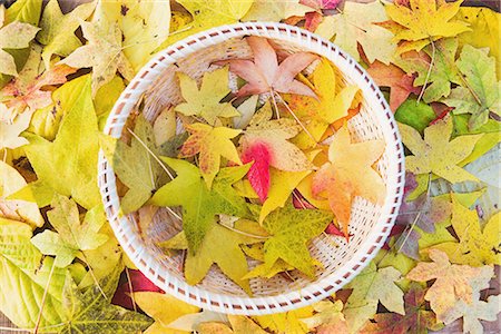 Autumnal Maple Leaves in Basket Foto de stock - Sin royalties Premium, Código: 622-02758779